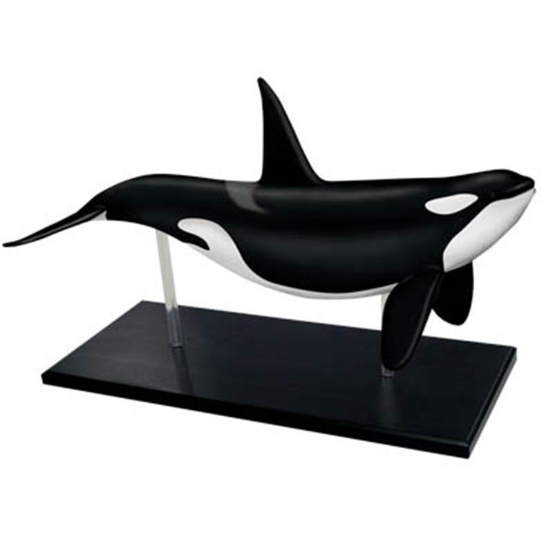 4D Vision Orca Whale Skeleton  - огляд і ціна Medical Lab Scientist