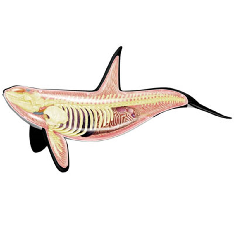 4D Vision Orca Whale Skeleton  - огляд і ціна Medical Lab Scientist