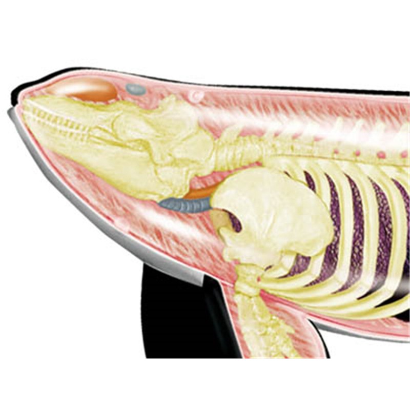 4D Vision Orca Whale Skeleton  - огляд і ціна Medical Lab Scientist